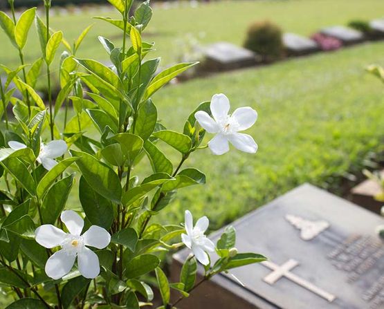 Flores blancas y lápida